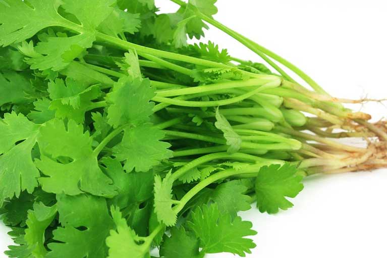 The Best Companion Plants For Cilantro - kingsriverpacking